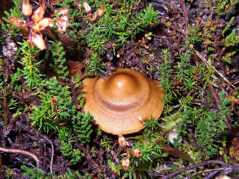 Cortinarius Semisanguineus 02